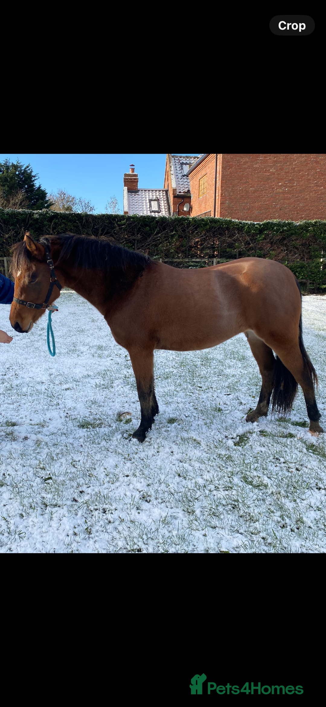 Connemara horses for sale: Beautiful Connemara x filly  - Advert 5