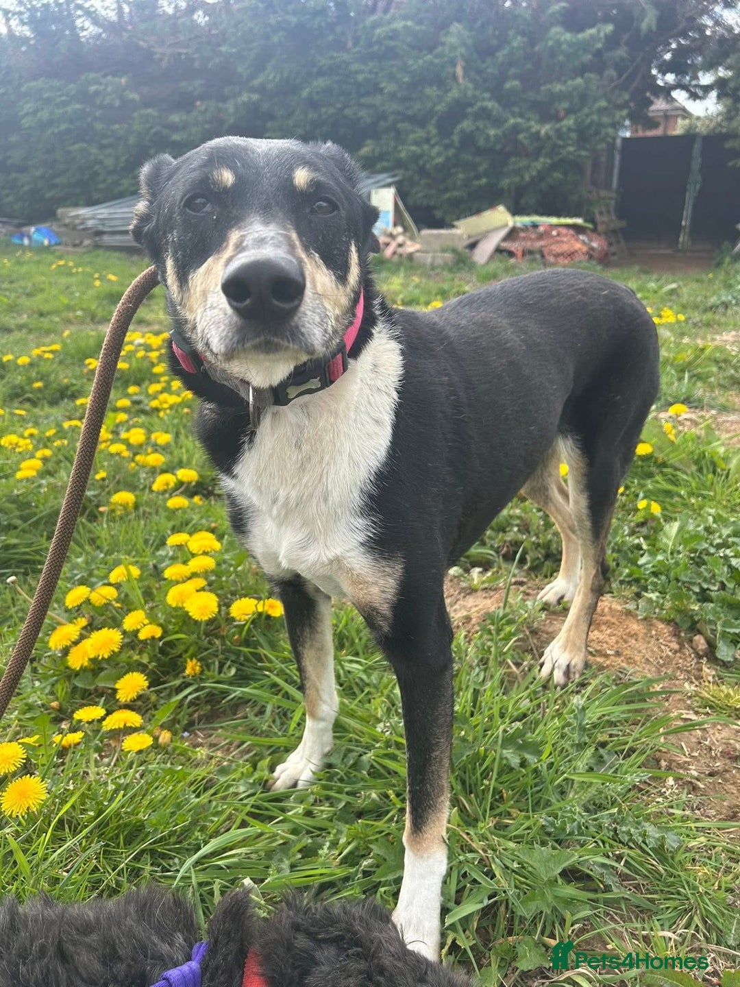 Mixed Breed dogs for adoption: Lottie - Norwich Norfolk  in Norwich - Advert 28