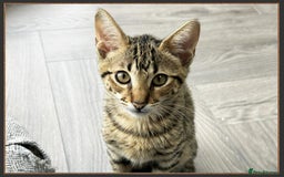 Savannah cats for sale: Ready to go F5 SBT Savannah kittens in Bingley - Image 18