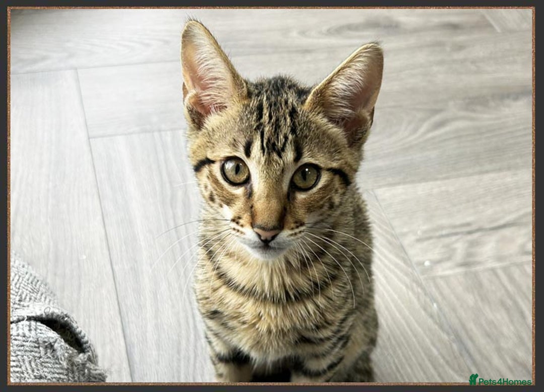 Savannah cats for sale: Ready to go F5 SBT Savannah kittens in Bingley - Image 18
