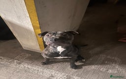 Mixed Breed dogs for sale: A loving and playful soul looking for a new home  - Image 6