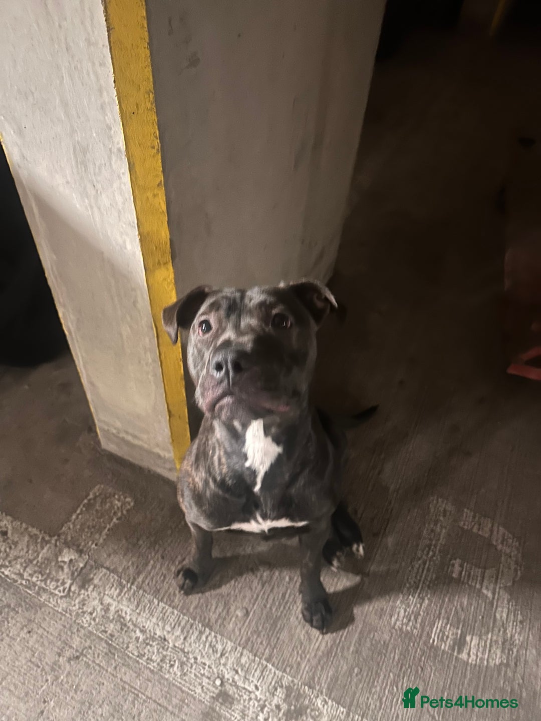 Mixed Breed dogs for sale: A loving and playful soul looking for a new home  - Image 6