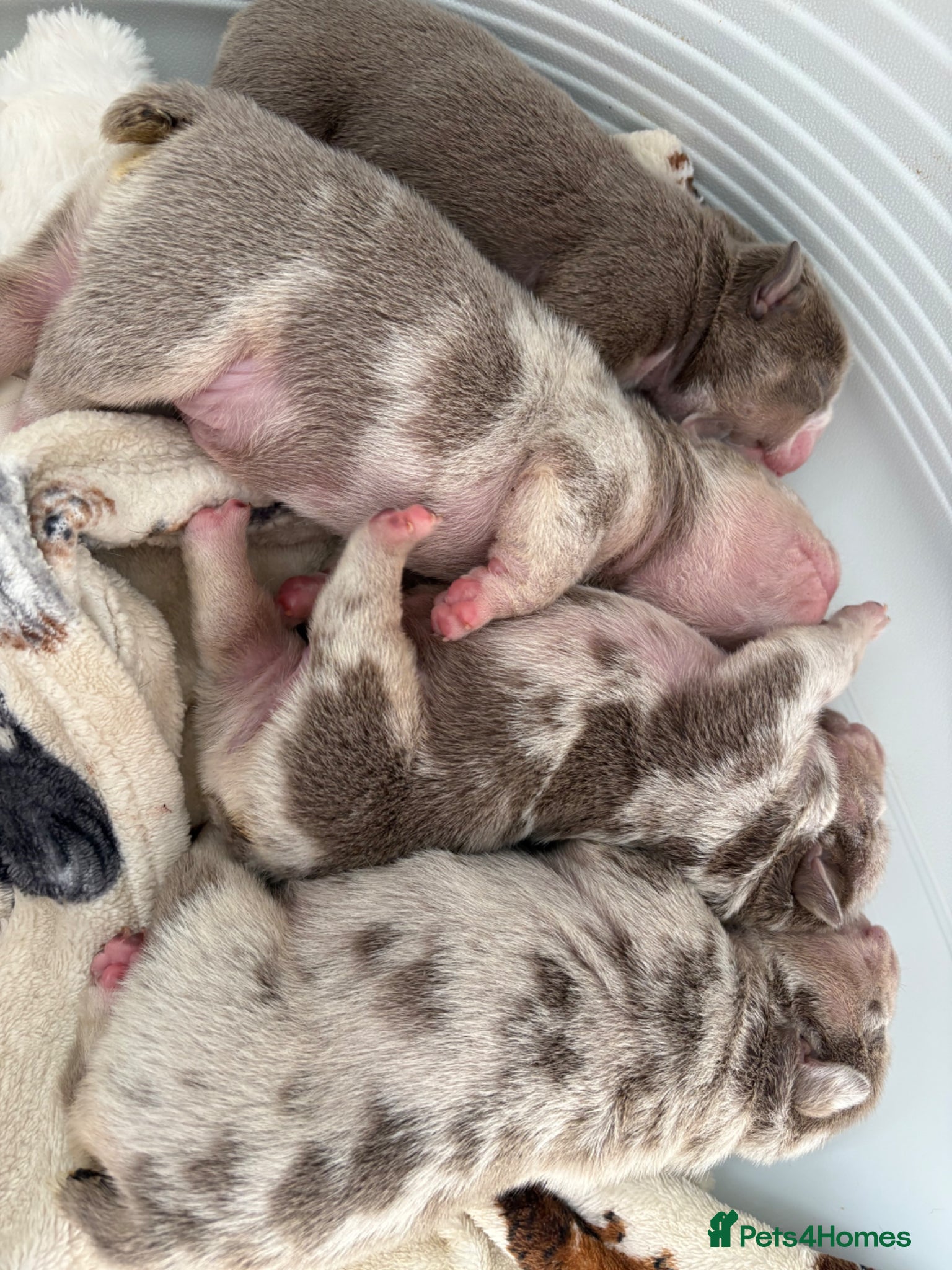 English Bulldog dogs KC English Bulldog Puppies – Health Tested Parents - Advert 10