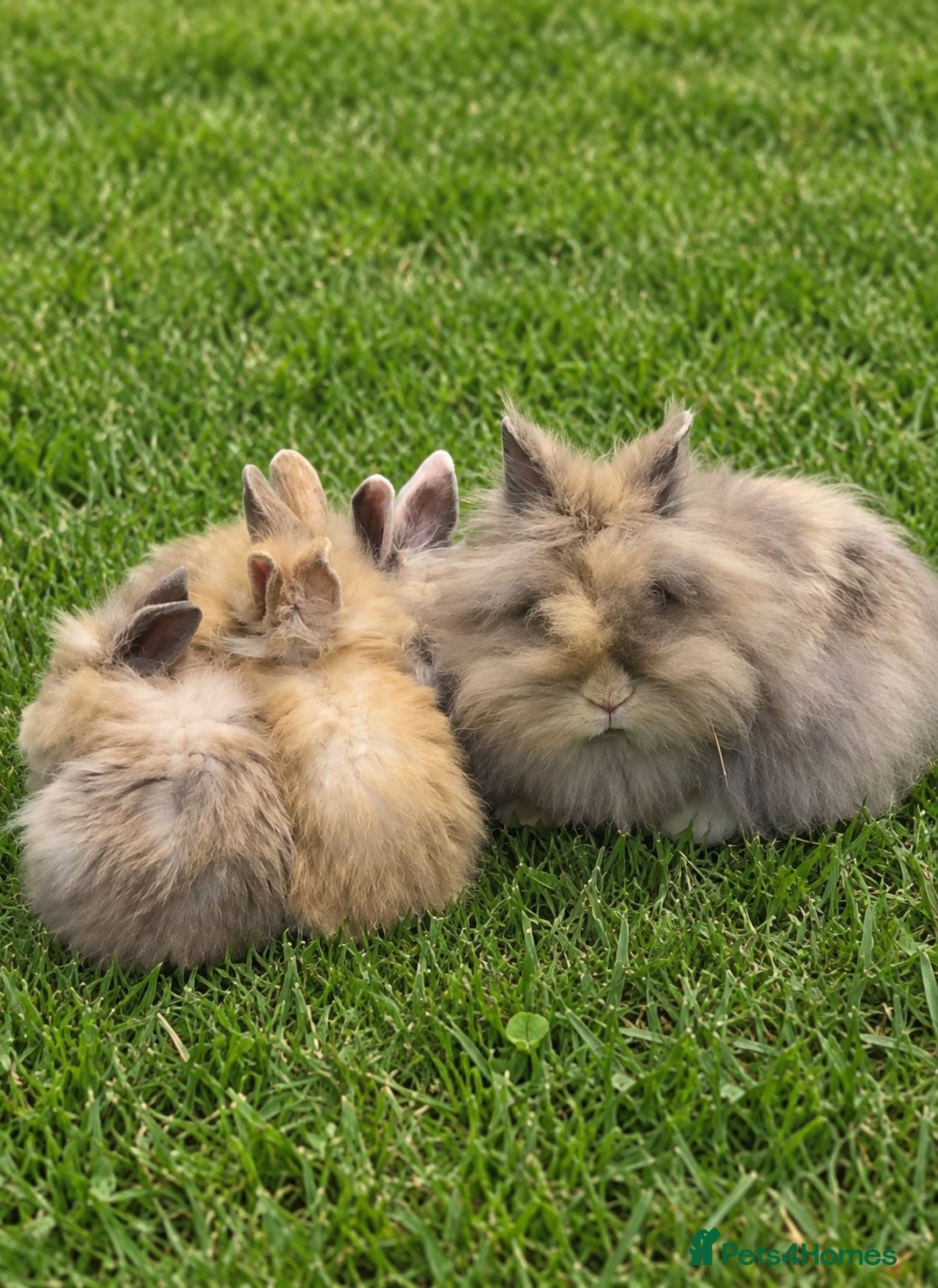 Lionhead rabbits Harlequin DM Lionhead’s - Advert 1
