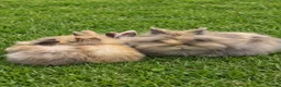 Lionhead rabbits for sale: Harlequin DM Lionhead’s - Advert 1