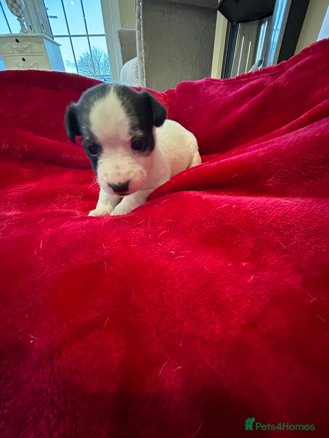 Jack Russell dogs for sale: Jack Russell puppies  - Advert 9