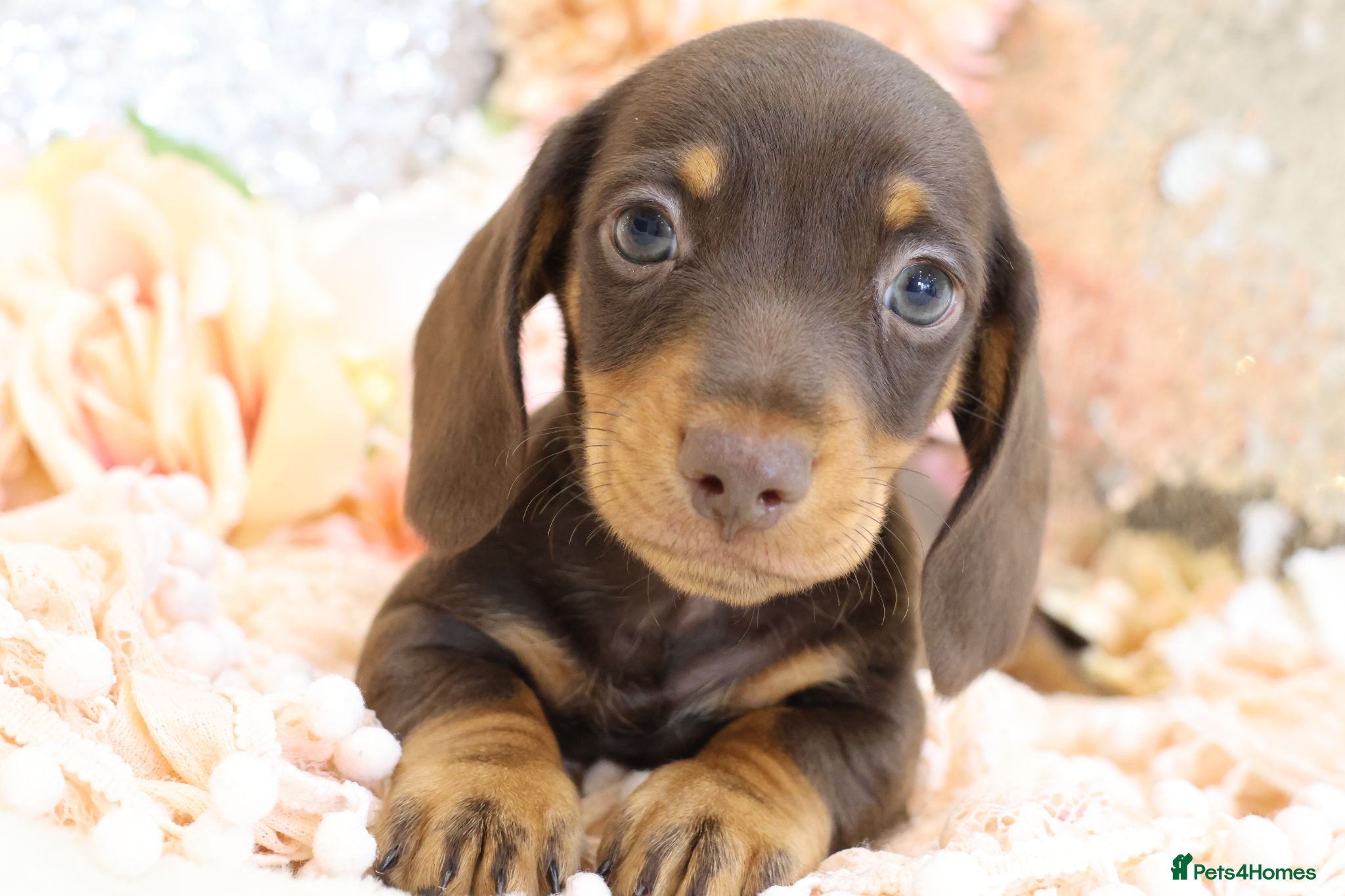 Miniature Dachshund dogs KC Miniature Dachshund Puppies - Advert 1