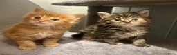 Ragcoon cats for sale: Beautiful Ragcoon kittens 🐱  - Advert 18