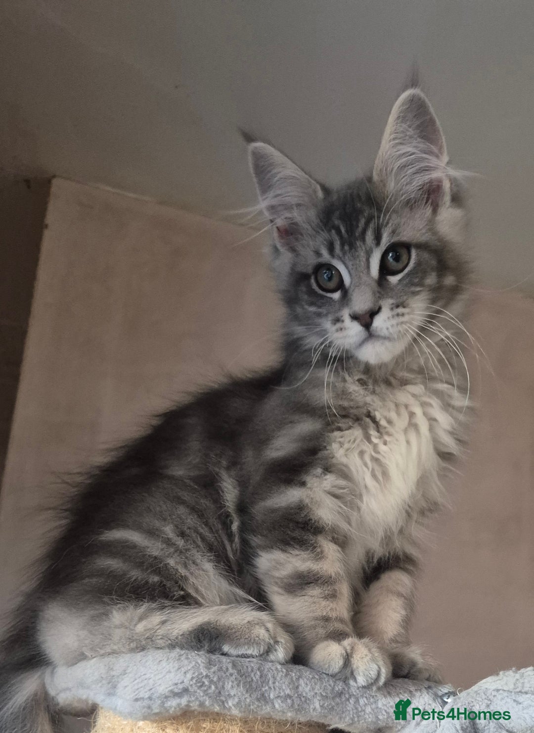 Maine Coon cats for sale: Beautiful Maine Coon kittens  - Image 15