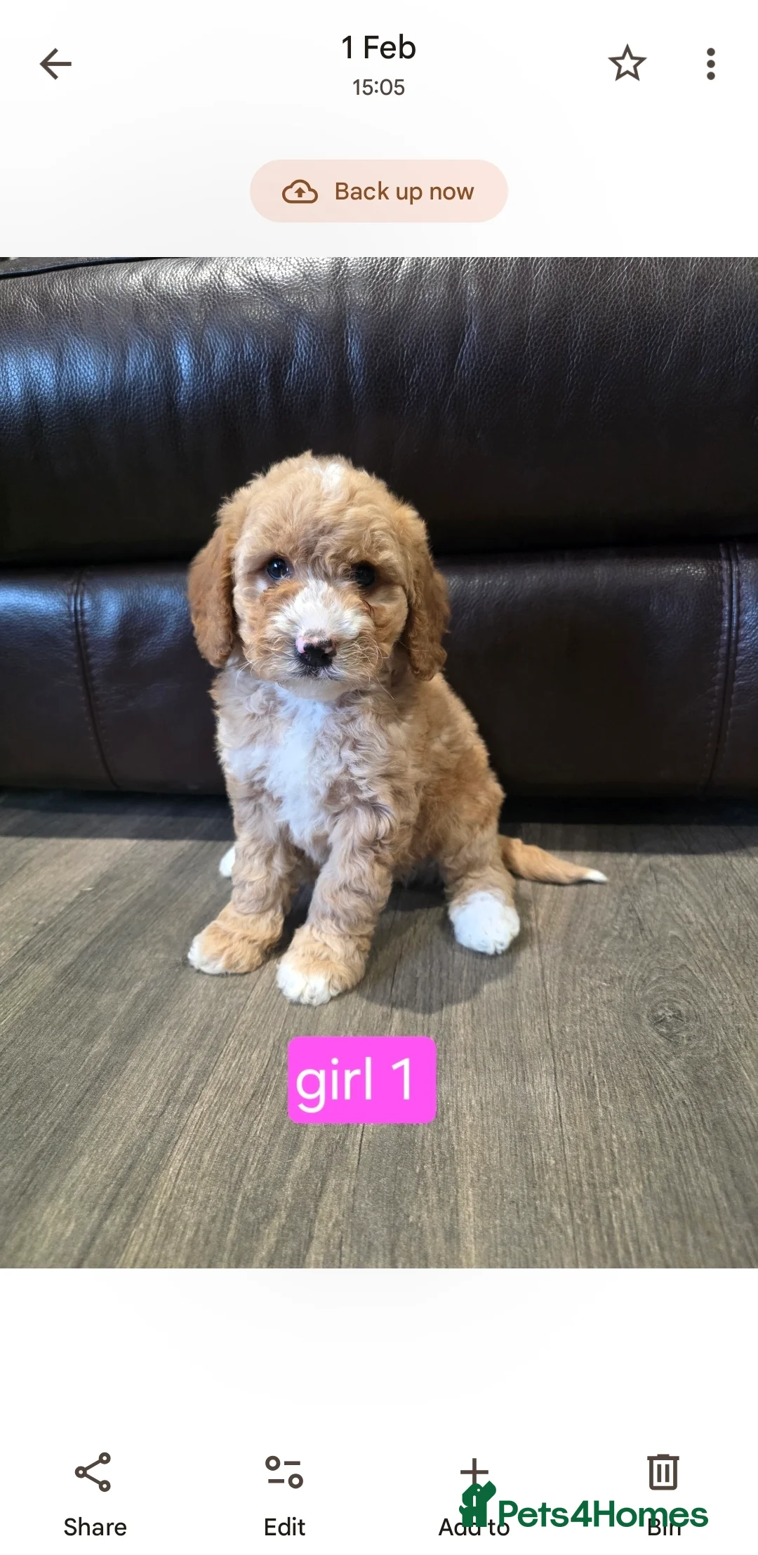 Cockapoo dogs for sale: Adorable Cockapoo pups ready to go 🐾 - Advert 2