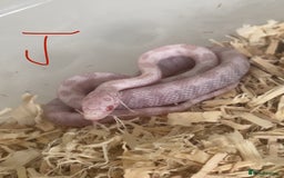 Corn Snake reptiles for sale: Shatter/ Shatter Type Cornsnake Hatchlings - Image 8