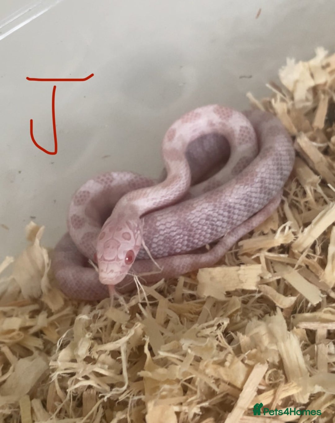 Corn Snake reptiles for sale: Shatter/ Shatter Type Cornsnake Hatchlings - Image 8