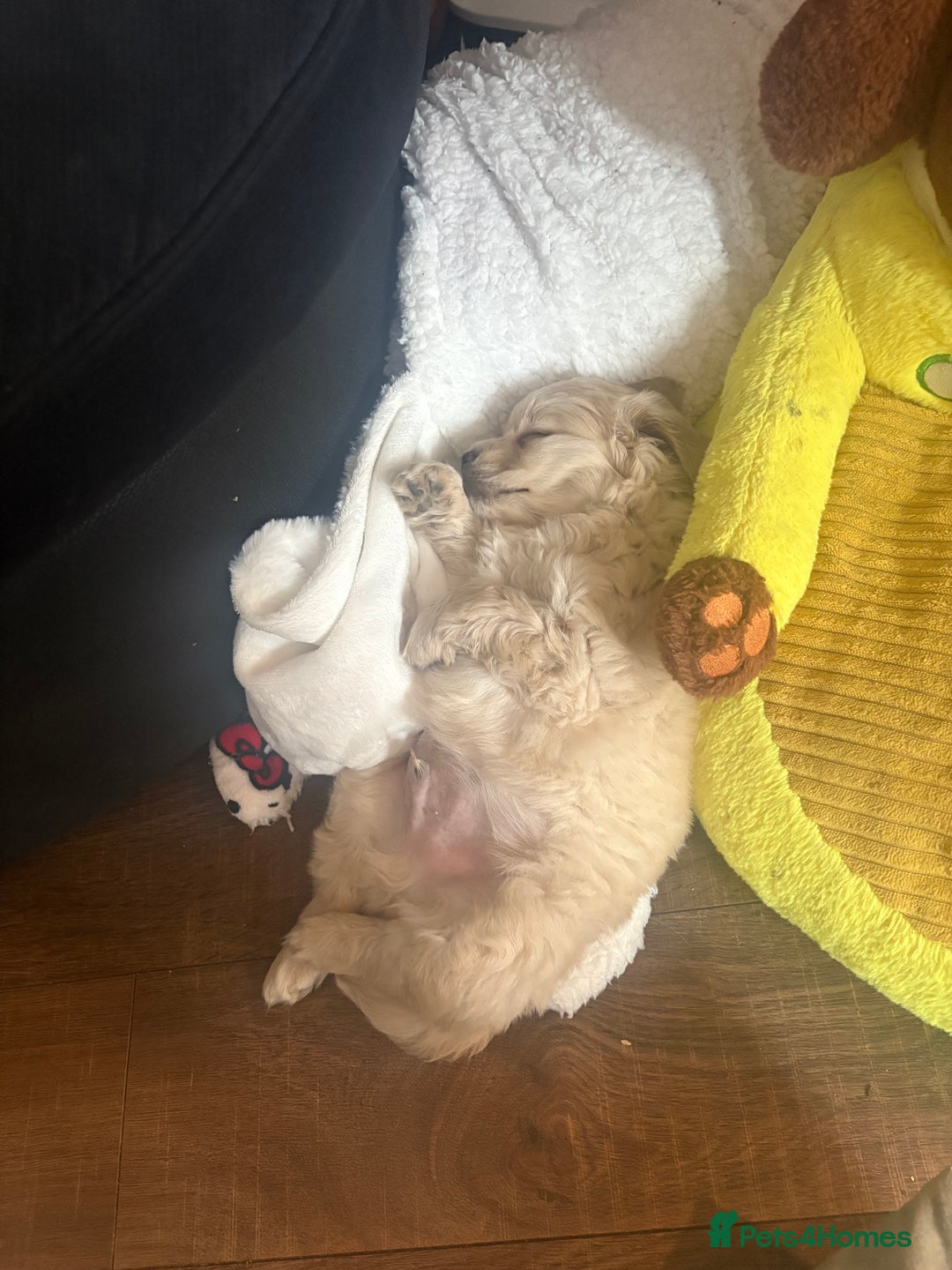 Mixed Breed dogs for sale: Cocker Spaniel X Pomeranian - Advert 8