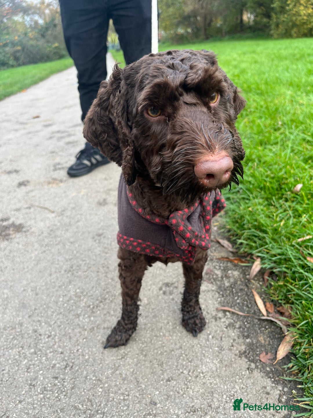 Cockapoo dogs for stud: Pedigree Cockapoo for Stud - Advert 5