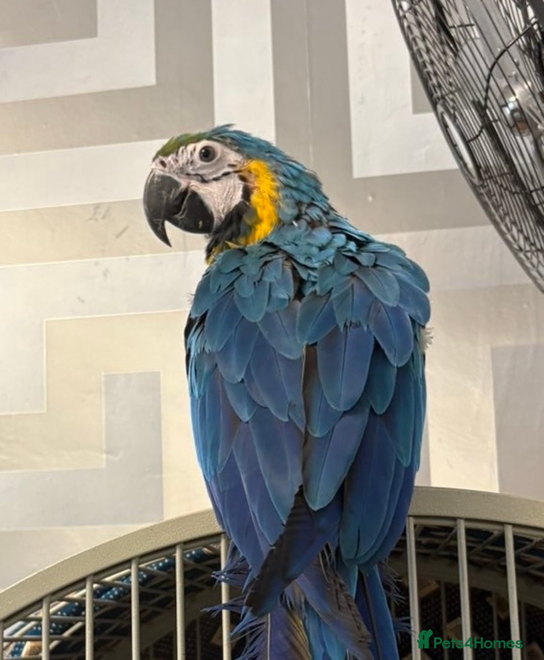 Parrots birds for sale: BABY 16 WEEKS OLD BLUE AND GOLD MACAW - Advert 1