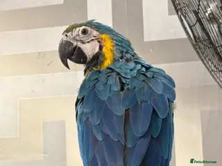Parrots birds BABY 16 WEEKS OLD BLUE AND GOLD MACAW - Advert 14