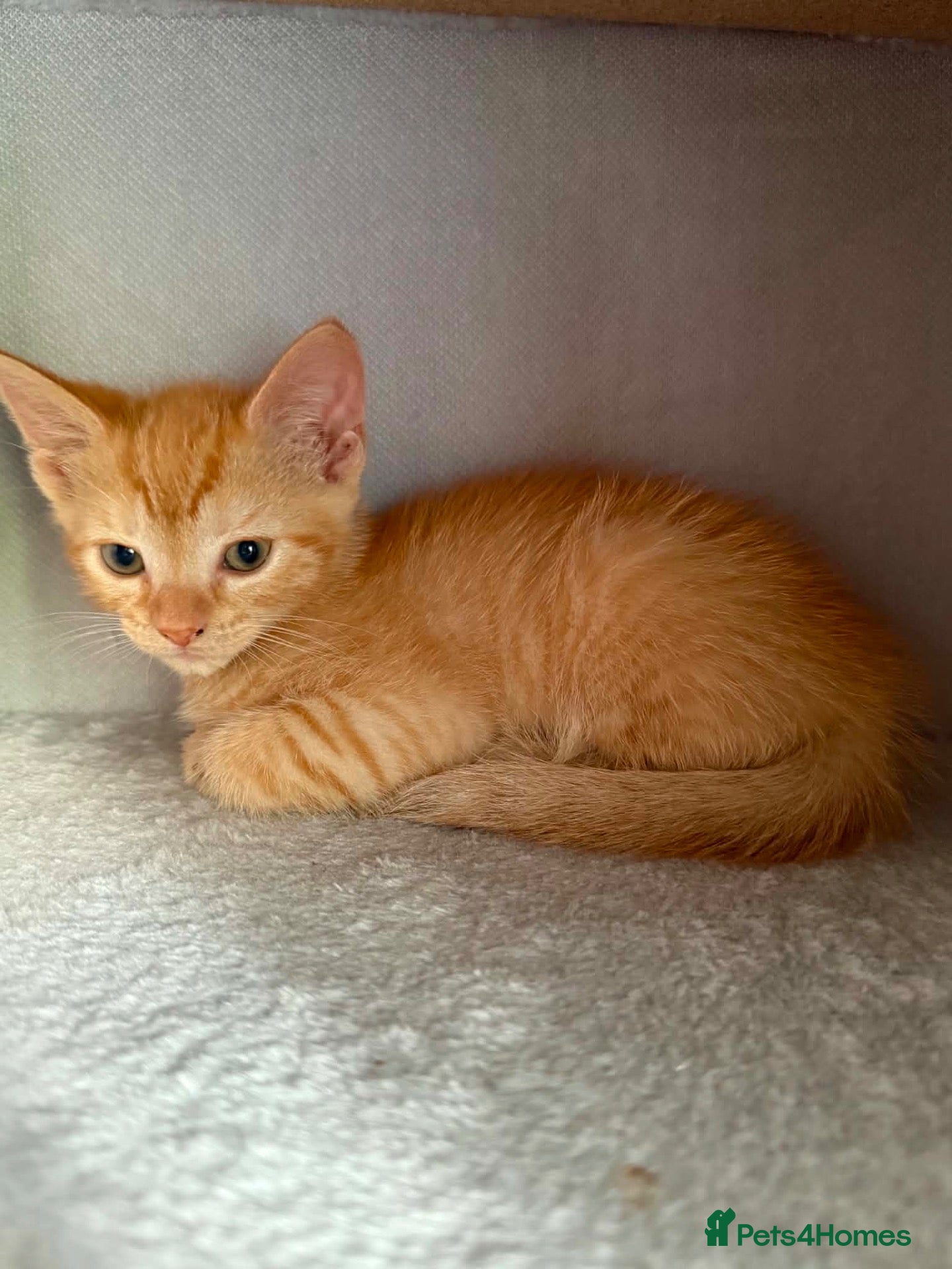 Mixed Breed cats Ginger short haired tabby kitten - Advert 1