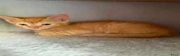 Mixed Breed cats for sale: Ginger short haired tabby kitten - Advert 1