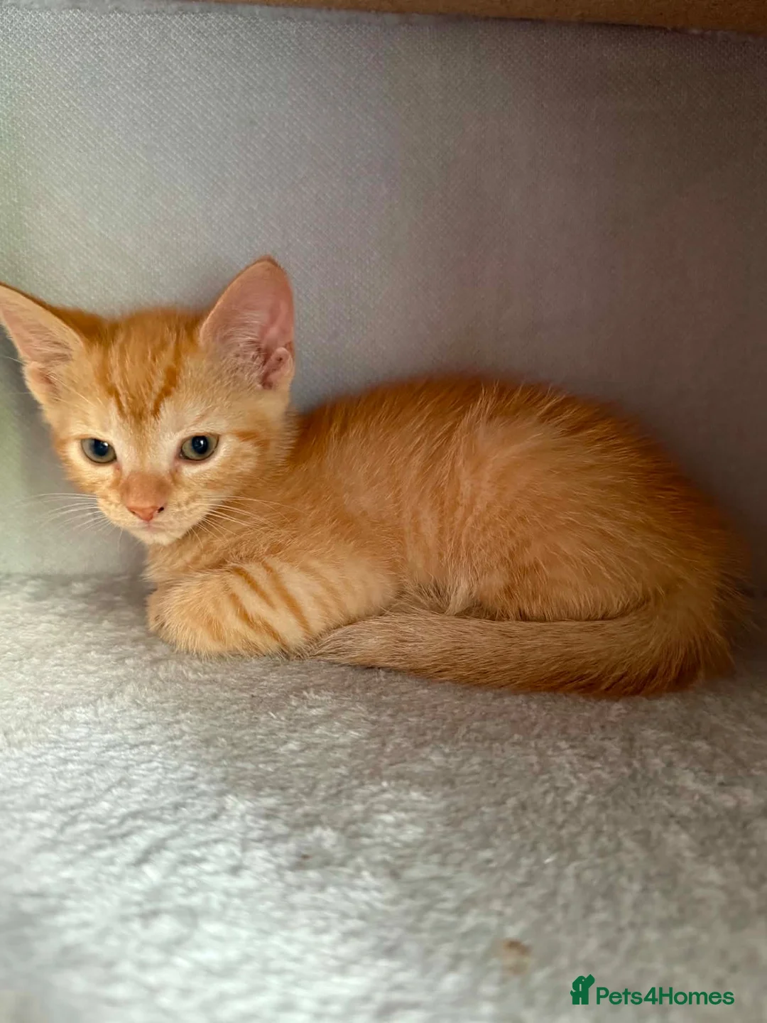 Mixed Breed cats for sale: Ginger short haired tabby kitten - Advert 1