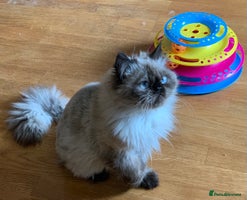 Persian cats Himalayan Persian Boy - Advert 2