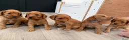 Cockapoo dogs for sale: F1 cockapoo for sale - Advert 4