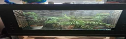 Chameleon reptiles for sale: Male ambilobe chameleon plus set up - Advert 2