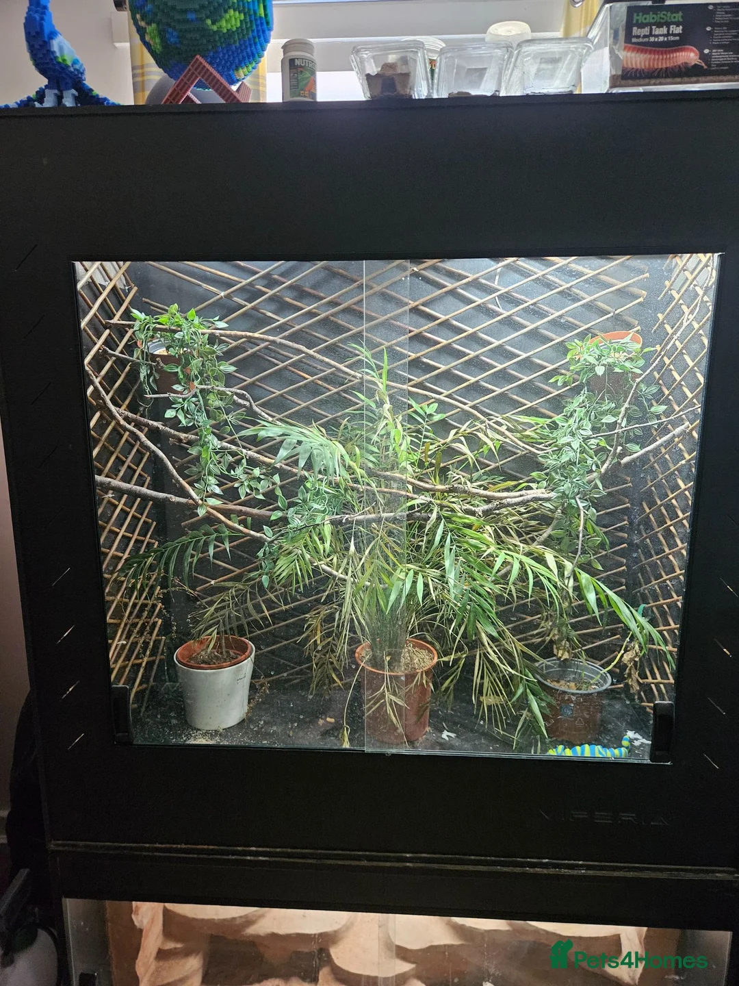 Chameleon reptiles for sale: Male ambilobe chameleon plus set up - Advert 2