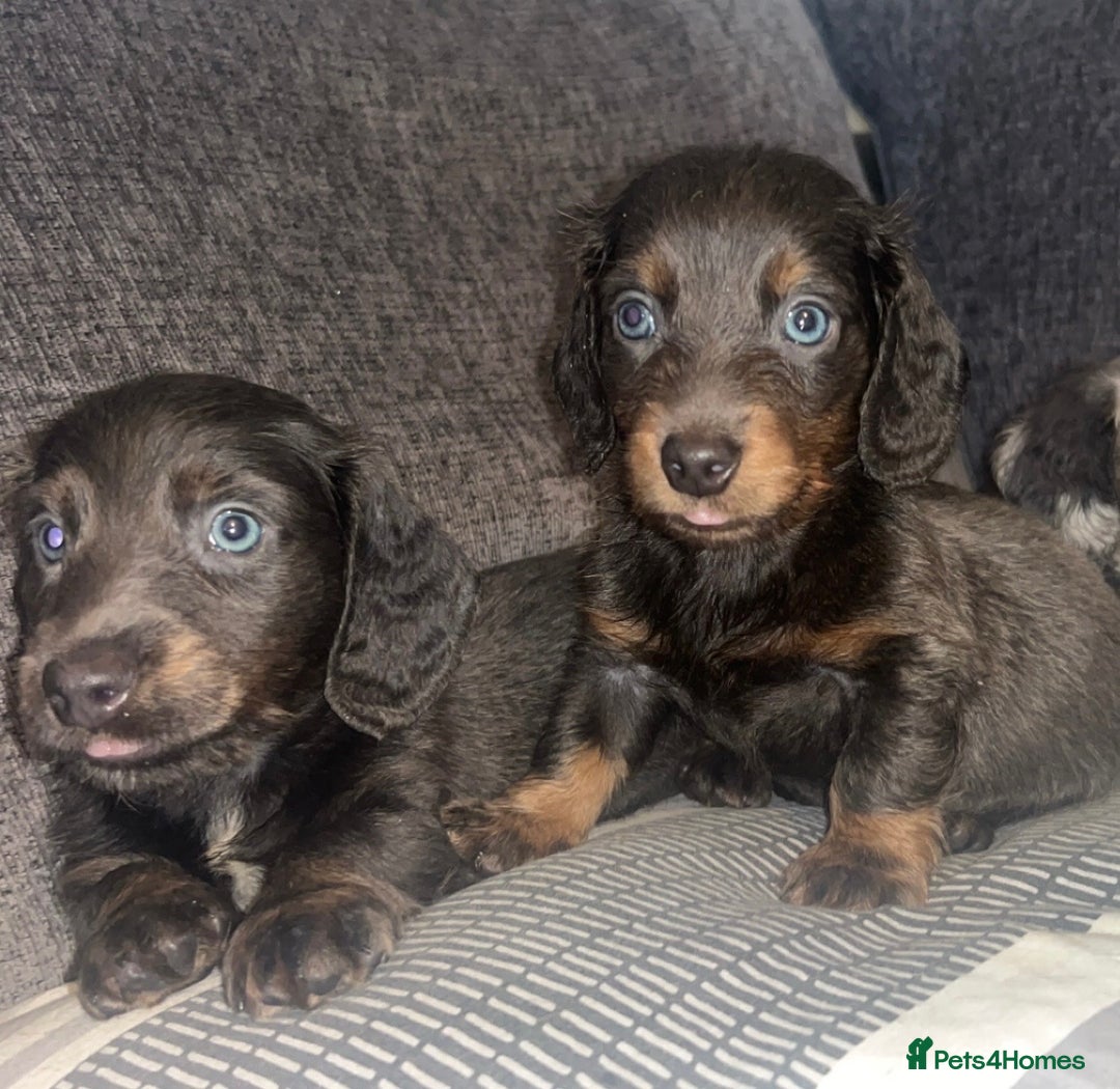 Dachshund dogs for sale:  dachshunds puppies  - Advert 3