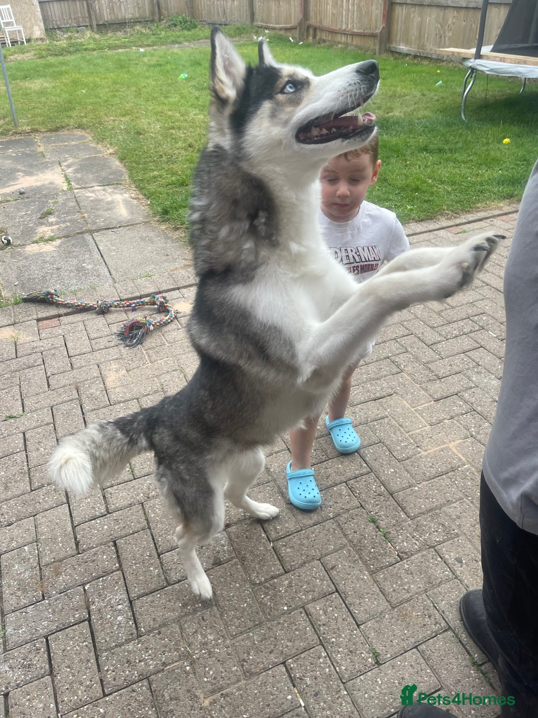 Siberian Husky dogs for sale: 4 year old Siberian  husky  - Advert 10