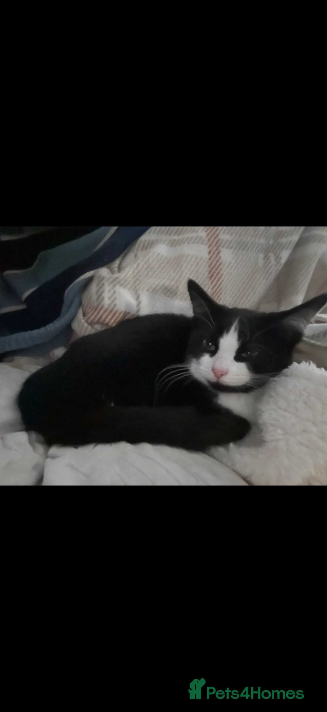 Mixed Breed cats for sale: Black and White cat in Redcar - Advert 5