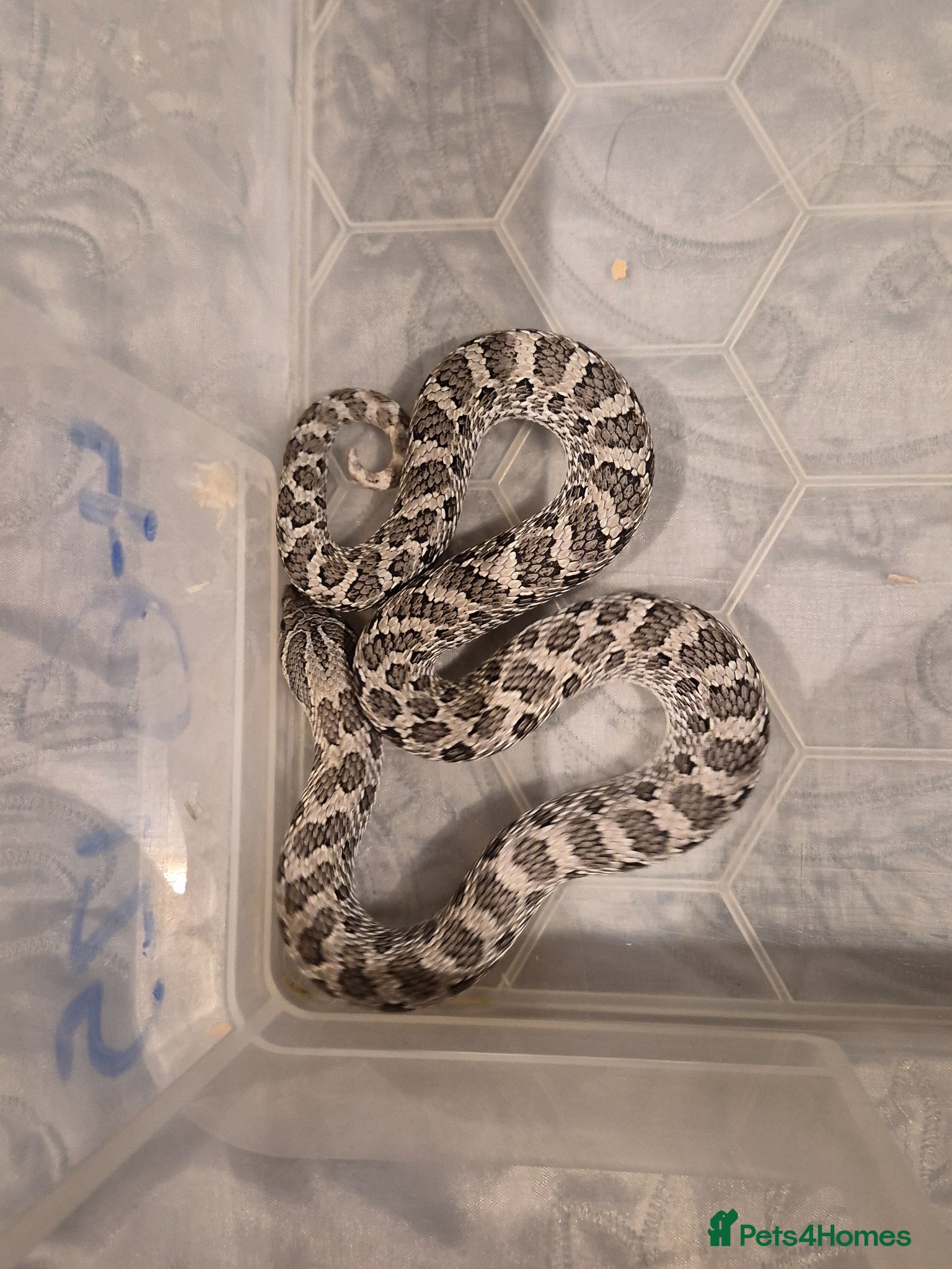 Snake reptiles Female axanthic hognose snake - Advert 1