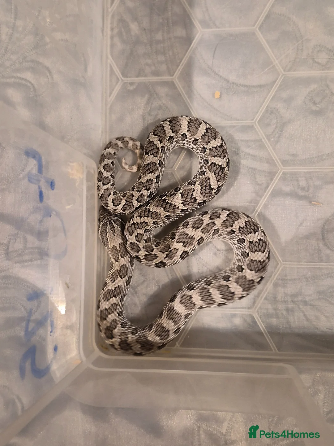 Snake reptiles for sale: Female axanthic hognose snake - Advert 1