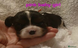 Cavalier King Charles Spaniel dogs for sale: Health tested Cavalier King Charles  - Image 3