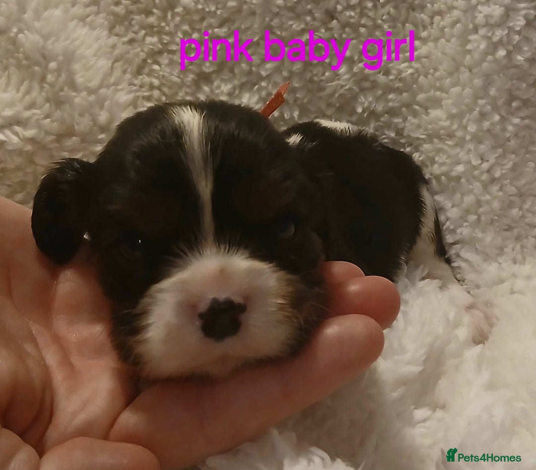 Cavalier King Charles Spaniel dogs for sale: Health tested Cavalier King Charles  - Image 3