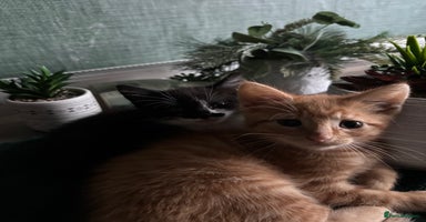 Mixed Breed cats - Advert 12