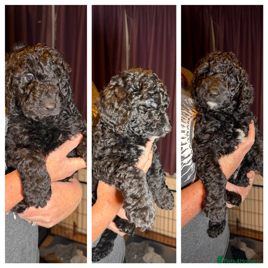 Goldendoodle dogs for sale: Female Goldendoodle Ready Now - Advert 10