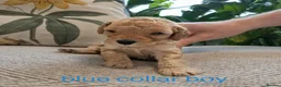 Miniature Poodle dogs for sale: Exquisite KC Registered Mini Poodles  - Advert 12