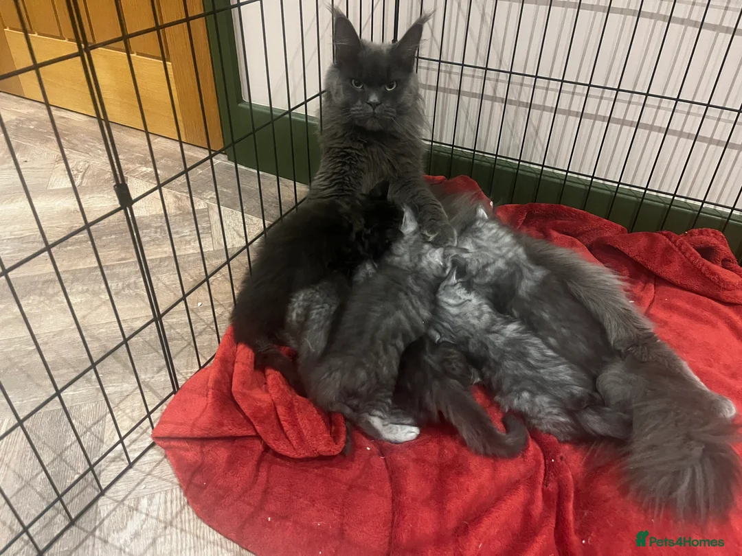 Maine Coon cats for sale: 2 Maine coon kittens available now - Advert 2