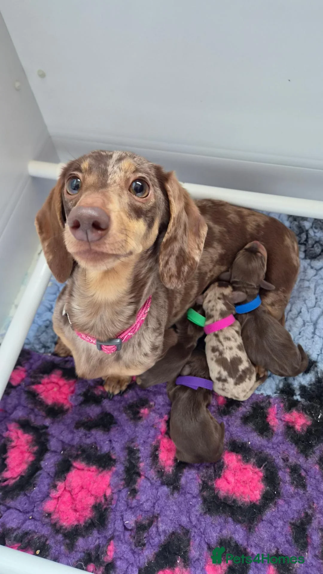 Miniature Dachshund dogs for sale: Male Mini Dachshunds  - Advert 7