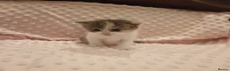 American Shorthair cats for sale: 6 gorgeous mix breed kittens  - Advert 3