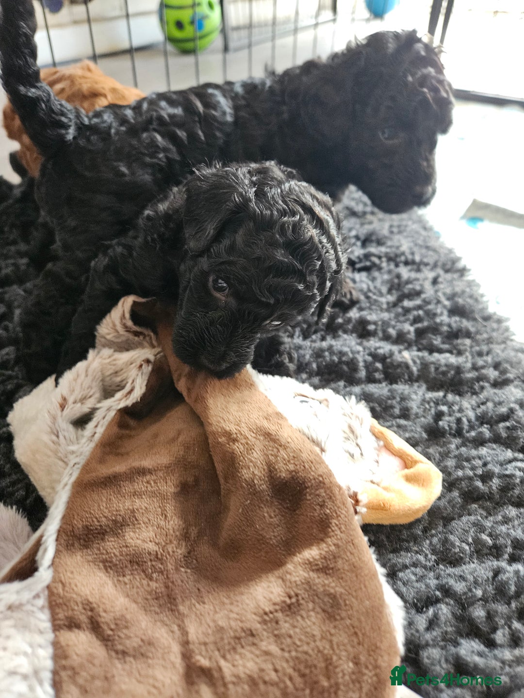 Miniature Poodle dogs for sale: Beautiful Health Tested Poodles - Advert 32