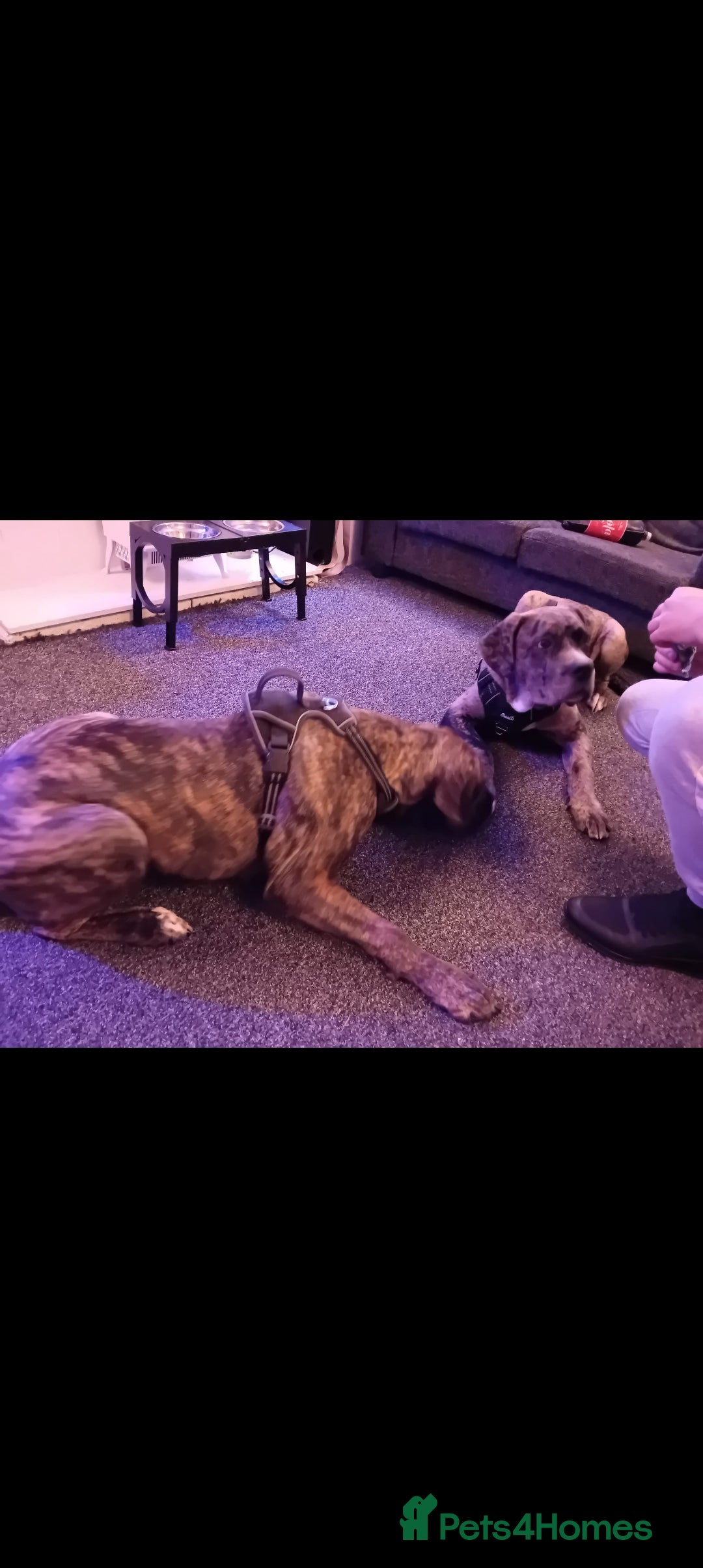 Cane Corso dogs for sale: Meet Our Gorgeous Boy Moose  - Image 3