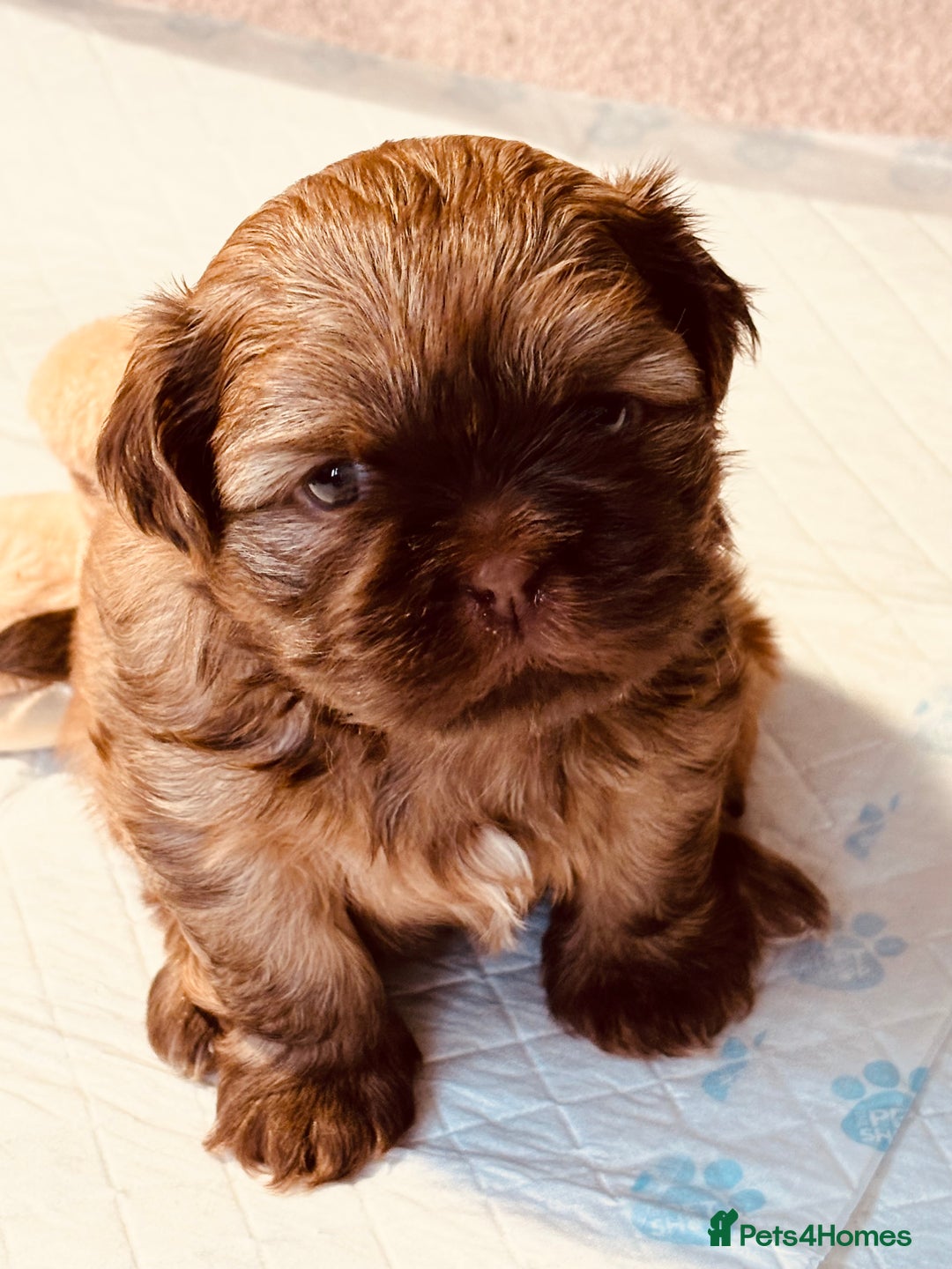 Shih Tzu dogs for sale: Beautiful shih tzu babies  - Advert 16