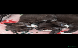 Mixed Breed cats for sale: Beautiful kittens for sale. - Image 8