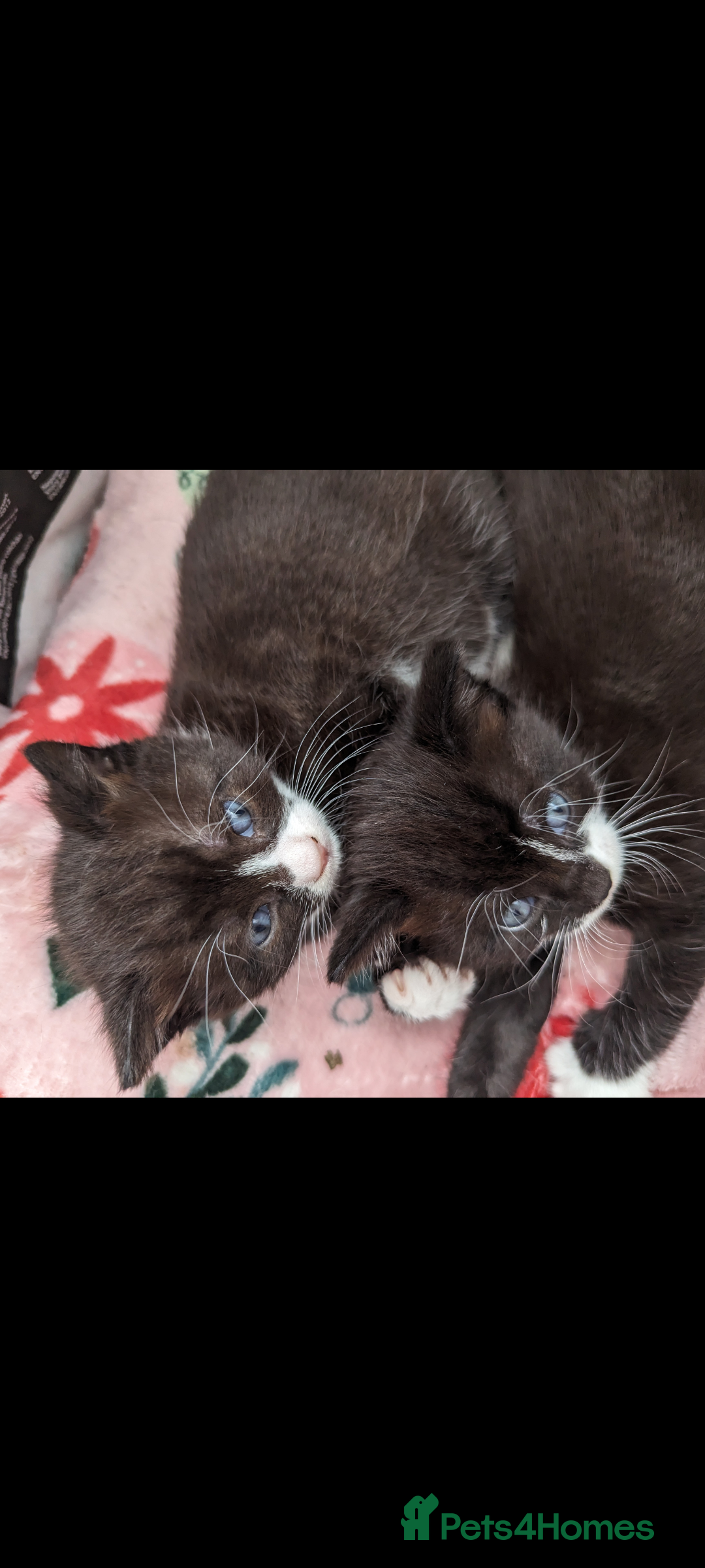 Mixed Breed cats for sale: Beautiful kittens for sale. - Image 8