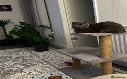 Scottish Fold cats for sale: A lovely Scottish fold cat - Image 4