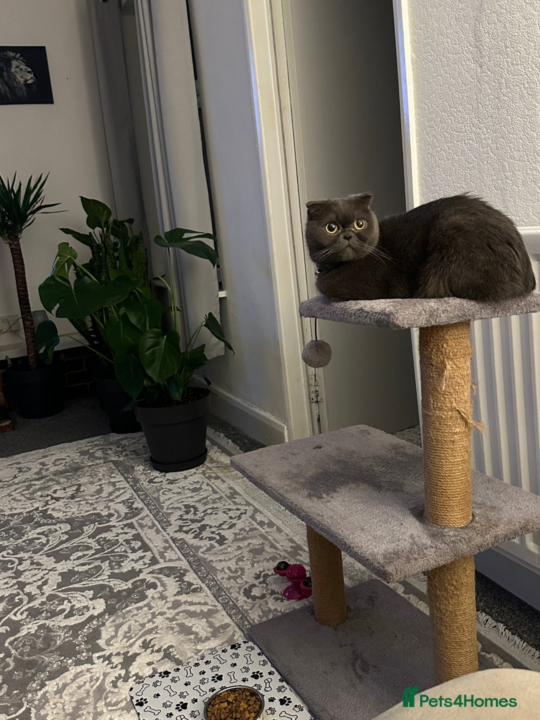 Scottish Fold cats for sale: A lovely Scottish fold cat - Image 4