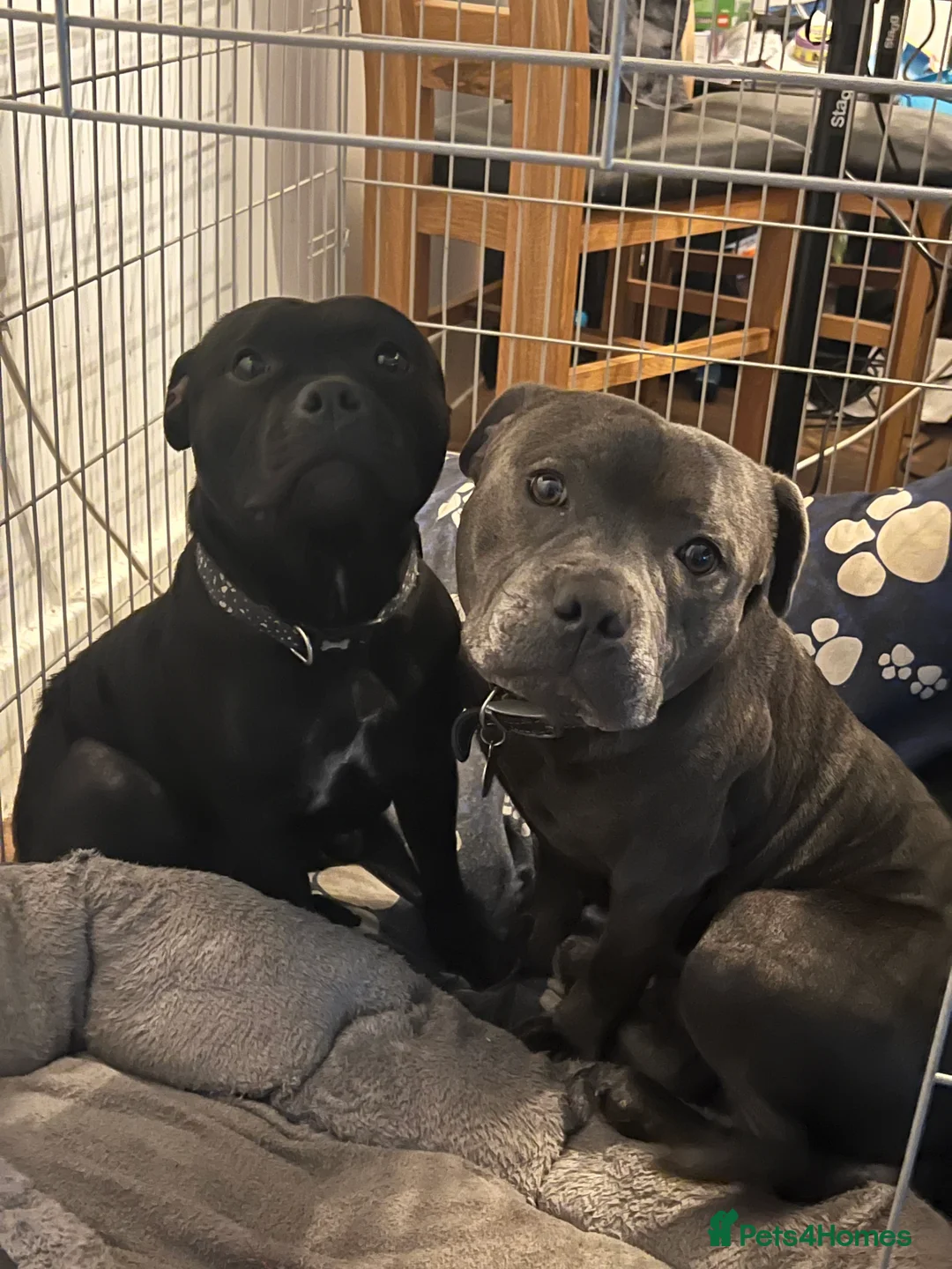 Staffordshire Bull Terrier dogs for sale: Pedigree Staffordshire bull terrier pups  - Advert 7