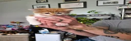 Maine Coon cats for sale: 3 gorgeous orange and white boys in Durham - Advert 8