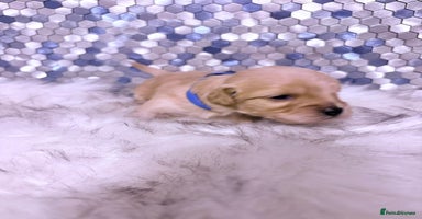 Maltipoo dogs - Advert 5